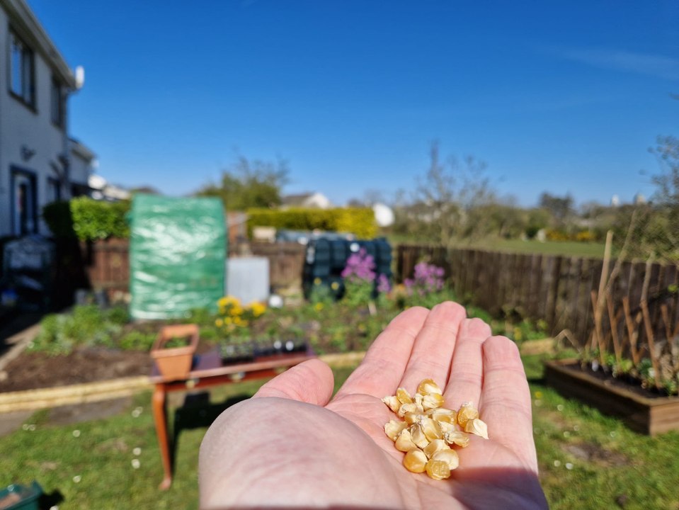 Sowing sweetcorn in sunny Ireland - Gardening with Brendan