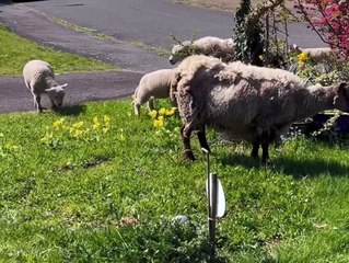 Ewes and Lambs Spotted in Primrose Hill