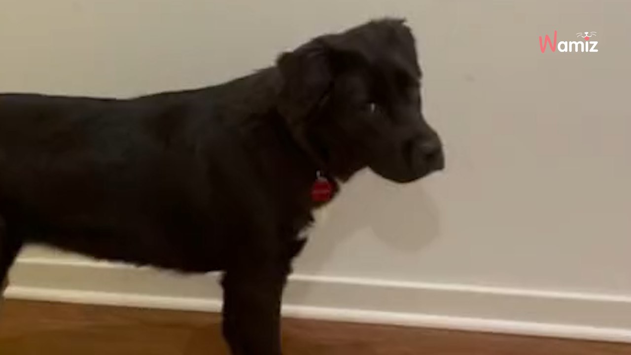 Pies czeka pod drzwiami sąsiada. To, co się dzieje, gdy otwierają się drzwi, rozczula (video)