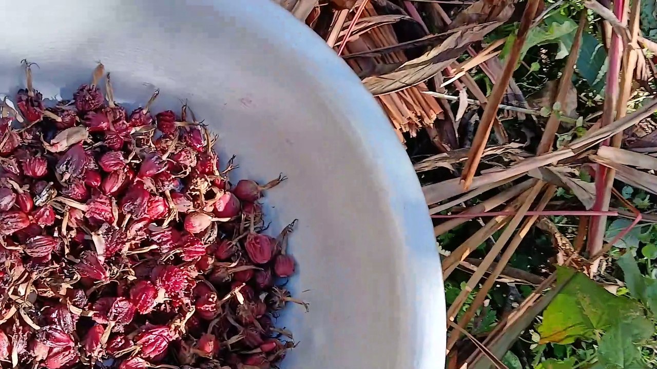 cardamom Farming in Rurl Nepal