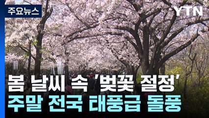 [날씨] 절정 벚꽃, 일주일 만에 엔딩 위기?...주말 태풍급 돌풍 / YTN