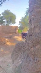 Bawa G Brand(720p)