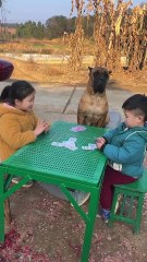 "The kids are playing a game and the bulldog is watching the show."