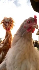 Chicken_Dance_🐔😂__Remix__#rooster_#chicken_#song