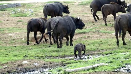 The Males of This Specific Animal Can Weigh More Than 2,000 Pounds