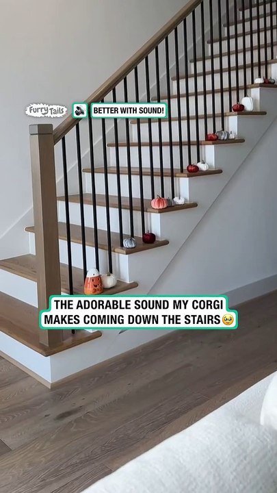 Dog dressed as a bumblebee hops down the stairs