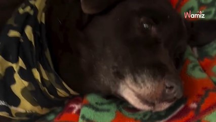 Ils reçoivent un signalement étrange dans une station-service : en ouvrant le congélateur ils ont la peur de leur vie