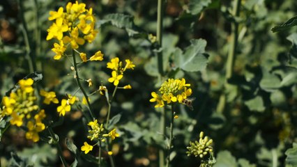 Hayfever: How to take care of fever at home, particularly if you have a lung condition