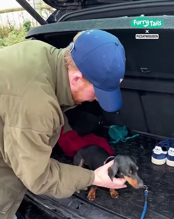 Lach dich schlapp mit Lustige Pfoten Ч. 74