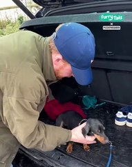 Lach dich schlapp mit Lustige Pfoten Ч. 74