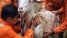 Goat Attacked by Bees🐐😯Rescue Mission Begins