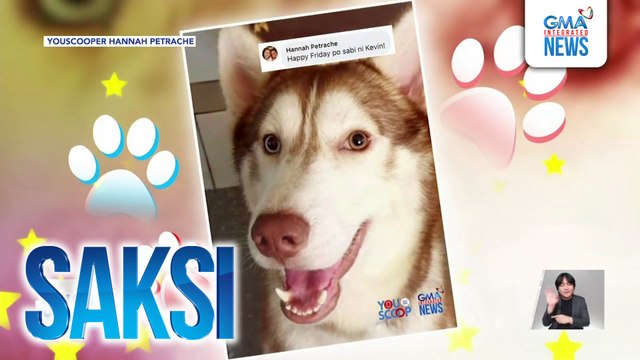 Ilang furparents, ibinida ang kanilang mga alaga ngayong pet day | Saksi