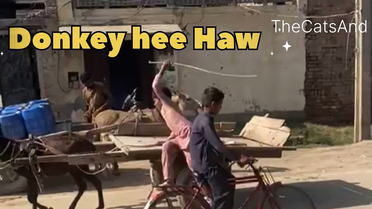 Donkey Hee Haw Laughing | Donkey hee haw Sounds | #donkey #sounds #laughing #funny #comedy @TheCatsAnd