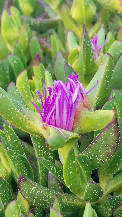 Carpobrotus acinaciformis flower🌹