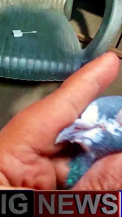 Subscribe Our YouTube Channel For Complete Videos https://www.youtube.com/@PakistanPigeonAssociation