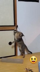 🐱_Funny_cat_videos___cute_cats___Try_not_to_laugh___Cat_videos_Compilation_#shorts__🐈