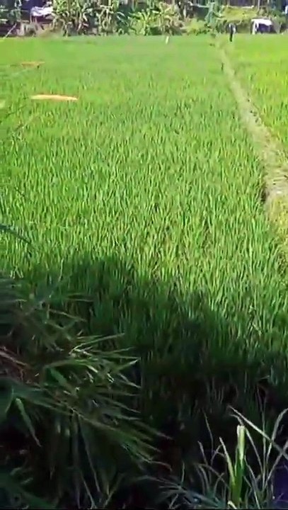 ada ular