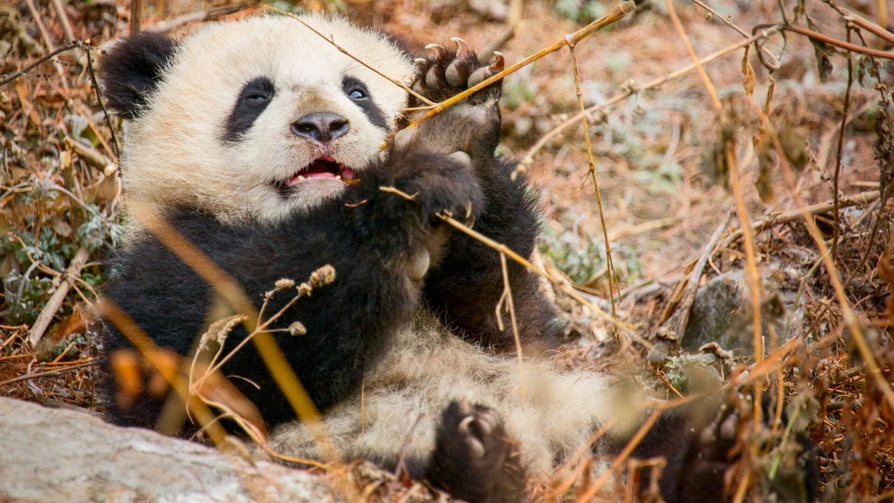 Nés en Chine