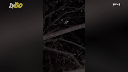 A Very Resourceful and Loving Owner Rescues Her Cat!