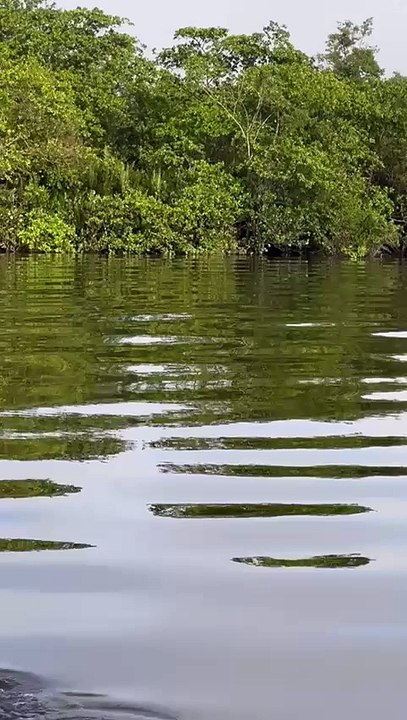 Maiores onças já vistas em SC são flagradas nadando no Norte do Estado; veja imagens