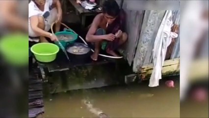Ce crocodile attend d'être nourri comme un chien...