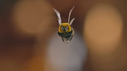 Seul face à l'abeille