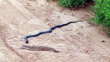 Black-Necked spitting Cobra vs. Puff Adder Ruaha 2