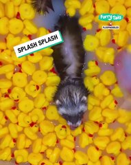 Lach dich schlapp mit Lustige Pfoten Ч. 76