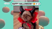 These animals look so spooky in their Halloween costumes!! 👻 💀 🎥: Viralhog & Collab         Furry Tails : Laugh, Love , Care