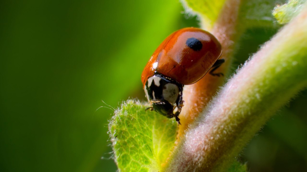 Tiny World