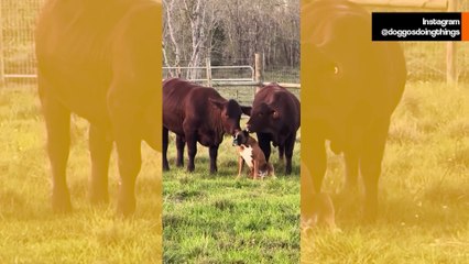 प्यारा वीडियो: कुत्ता एक साथ दो गायों से प्यार पा रहा है