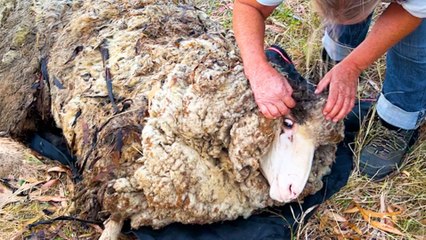 Sheep Covered In Over Eighty Pounds Of Wool Gets A Makeover