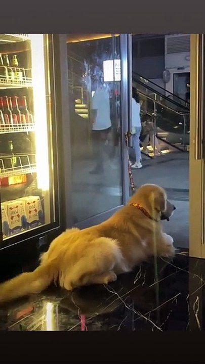 The World of Playful Pups - Episode 57