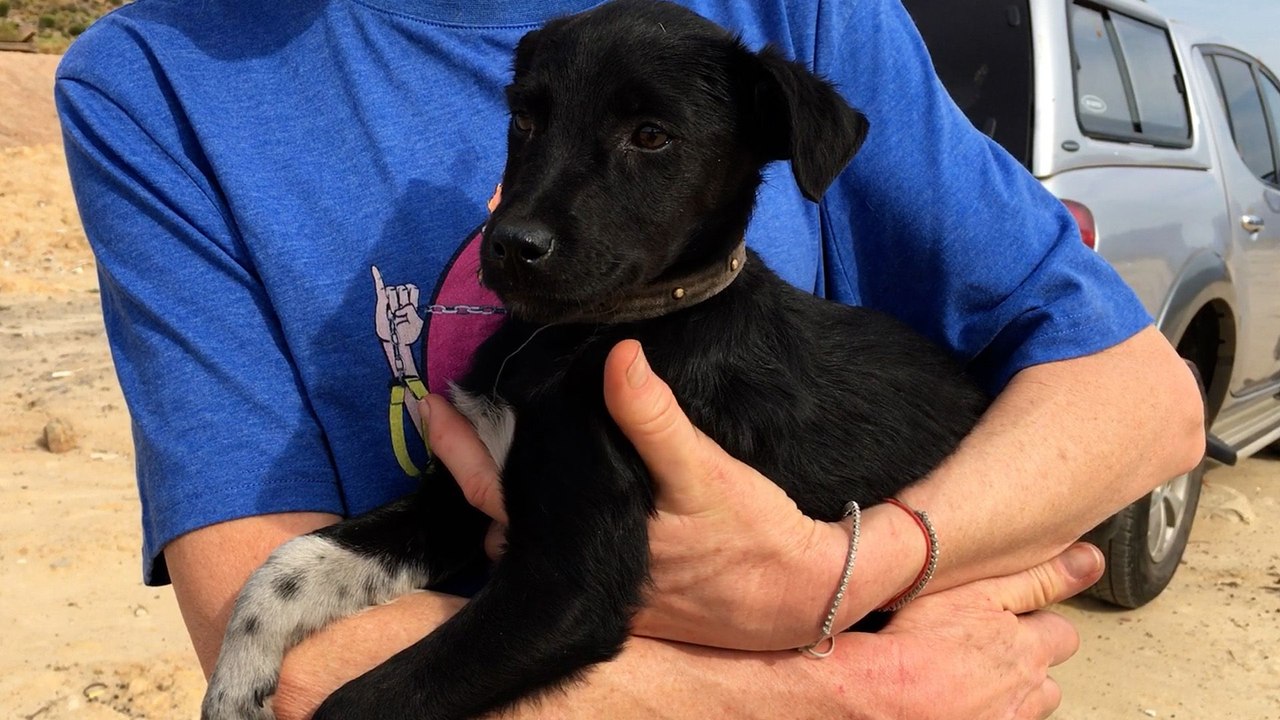 Limping Puppy Found In Garbage Dump Is Thriving Now