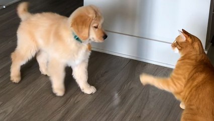 Puppy Loves To Annoy His Cat Big Brother