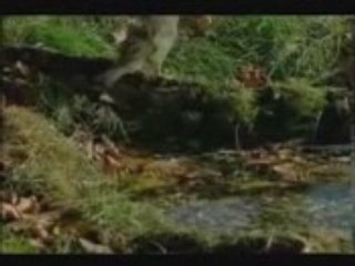 documentaire de chardonneret 2