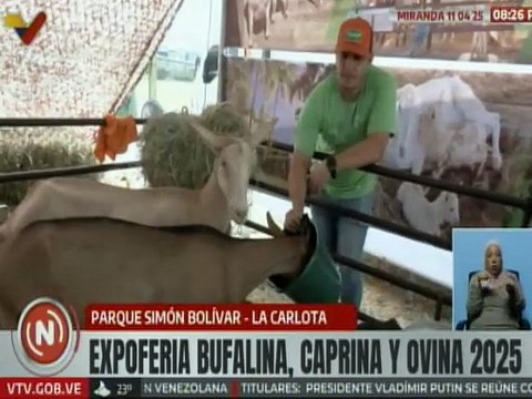 Miranda | Expositores califican de innovadora la Expoferia Bufalina, Caprina y Ovina 2025