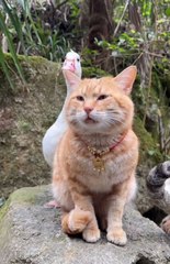 funny videos,cat funny