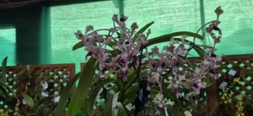 Feria de las orquídeas en Boquete del 10 al 20 de abril