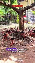 Ayam Naga Khas Vietnam yang Harganya Fantastis
