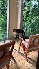 100. That was definitely bananas!  #afv #fail #monkey