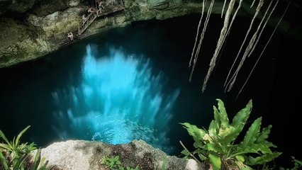 Cenote Tsukán, santuario de vida a menos de dos horas de Mérida