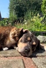 El gatito adora a su amigo canino
