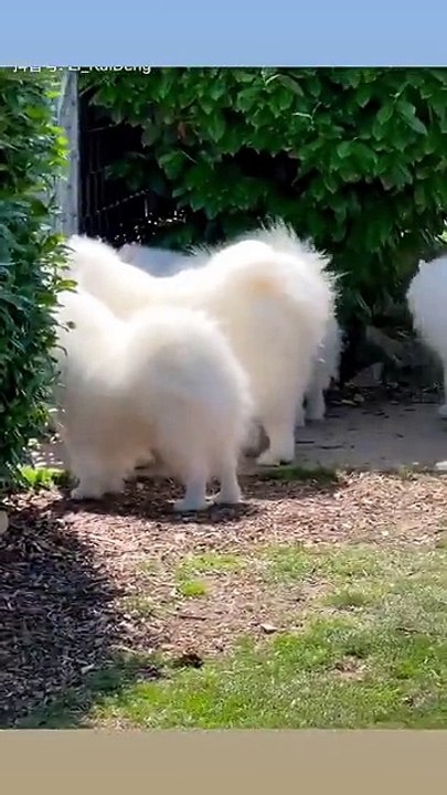 The World of Playful Pups - Episode 58