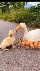 The interesting interaction between the dog and other animals is a warm picture.