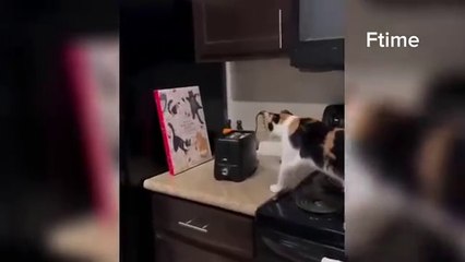 Funny videos compilation 🤣 pranks _Amazing stunts _by Mr vava #36