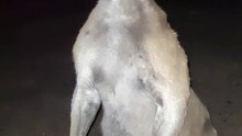 Kangaroo has laser eyes