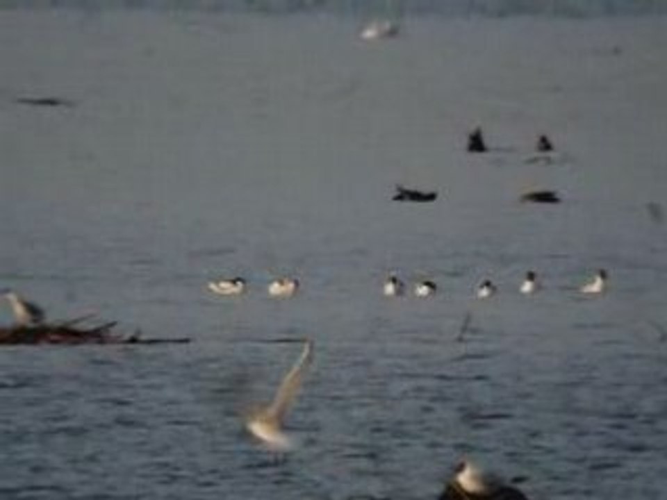 Avocettes (4) - KP le 2 5 08