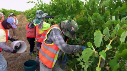 CSIRO, winemakers pair to breed mildew, climate resistant grapevines