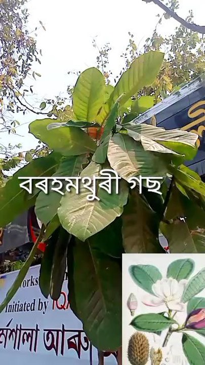 Bahag bihu#Bihu #Assam #assamese vulture